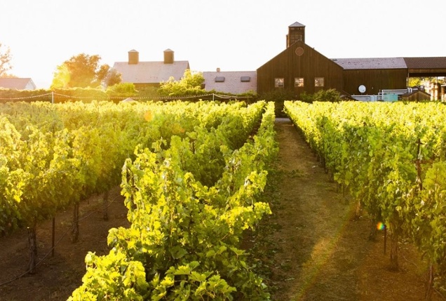 Vintner's Luncheon at^Turnbull Wine Cellars