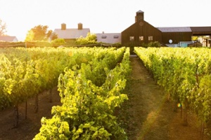 Vintner's Luncheon at^Turnbull Wine Cellars