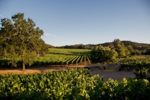 C Magazine: Top 5 July 2025 California Hot List