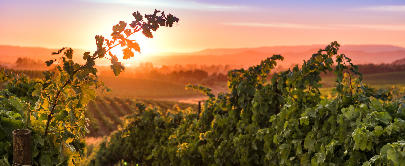 The Beauty of Napa Valley