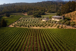 Marciano Estate