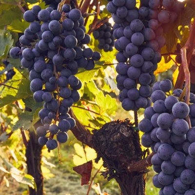 Welcome to Festival Napa Valley 2025!