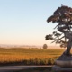 The Donum Estate