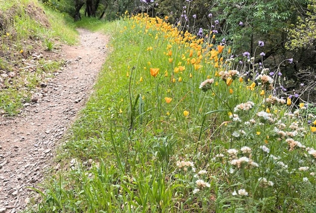 Hiking in the Hills of Napa Valley