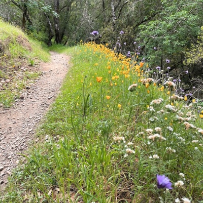 Hiking in the Hills of Napa Valley