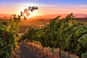 {The Beauty of Napa Valley:^Photography of Bob McClenahan}