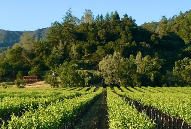 Vintner's Luncheon^at Canard Vineyard