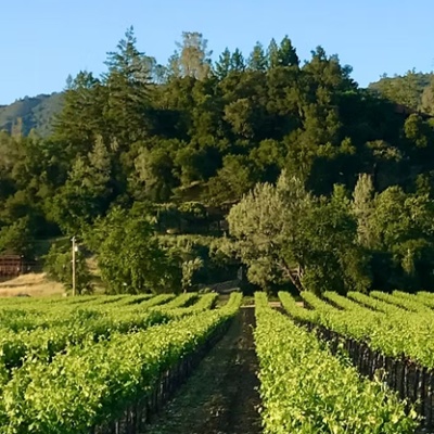 Vintner's Luncheon^at Canard Vineyard