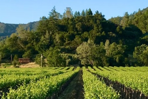 Vintner's Luncheon^at Canard Vineyard