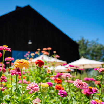 Vintner's Luncheon at Turnbull Wine Cellars