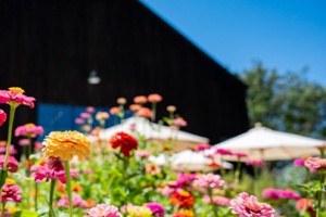 Vintner's Luncheon at Turnbull Wine Cellars